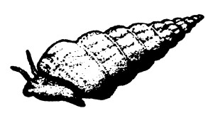 CA Horn snail