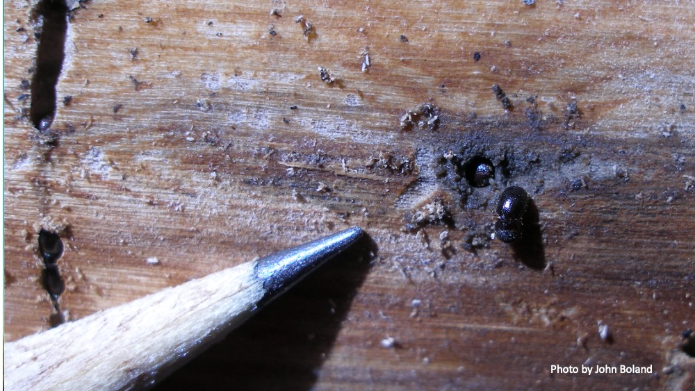 boland beetle 3