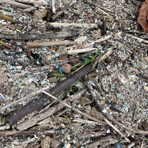 Microplastics accumulated at the mouth of Heʻeia Stream. Photo credit: Shimi Rii