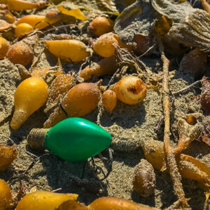 Marine debris found among kelp at Tijuana River NERR. Photo credit: Kristen Goodrich