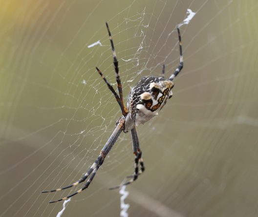 Close-up of a spider on its web in Tijuana Estuary, California.