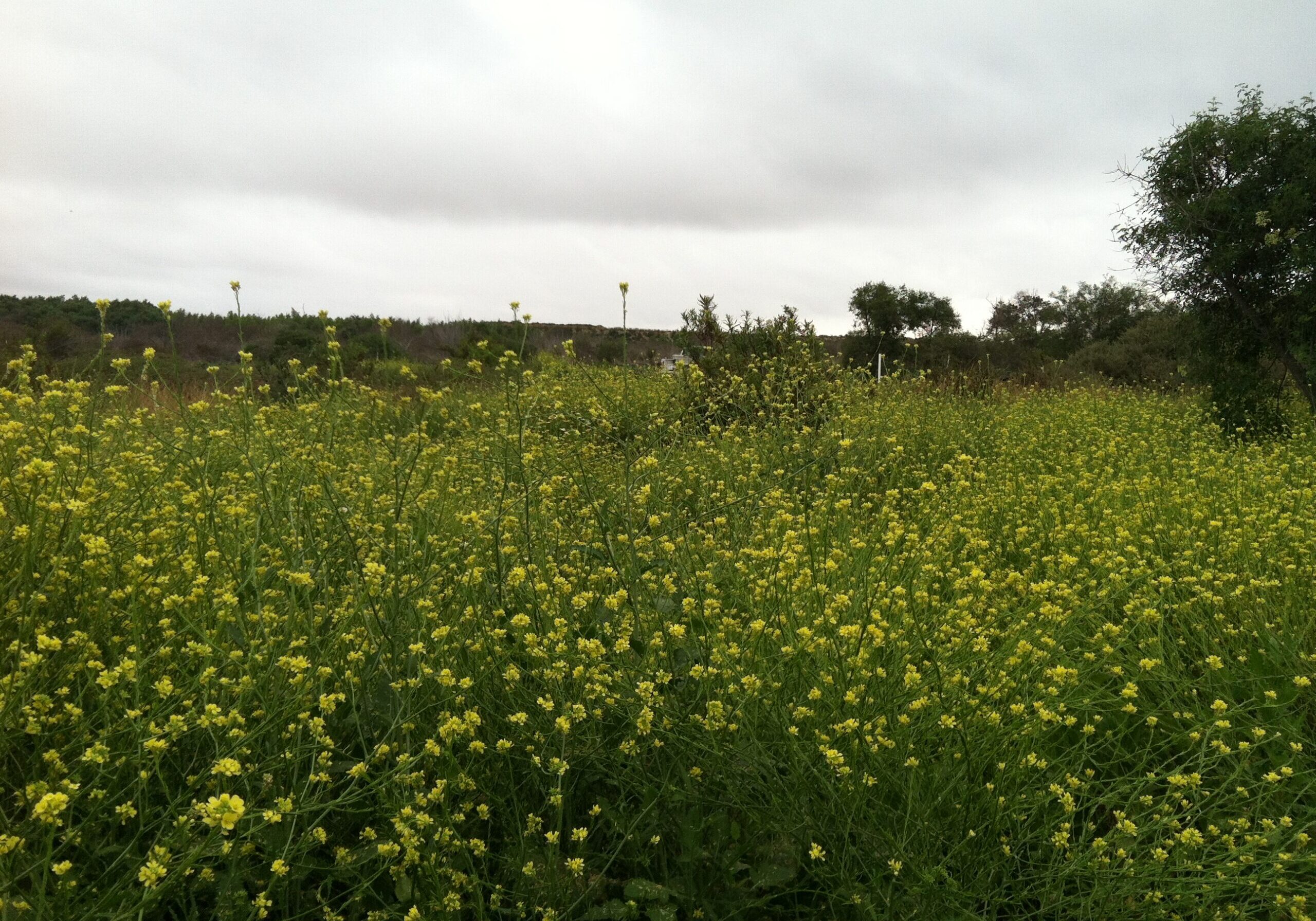 Yellow wildflowers in a coastal marsh under cloudy sky.