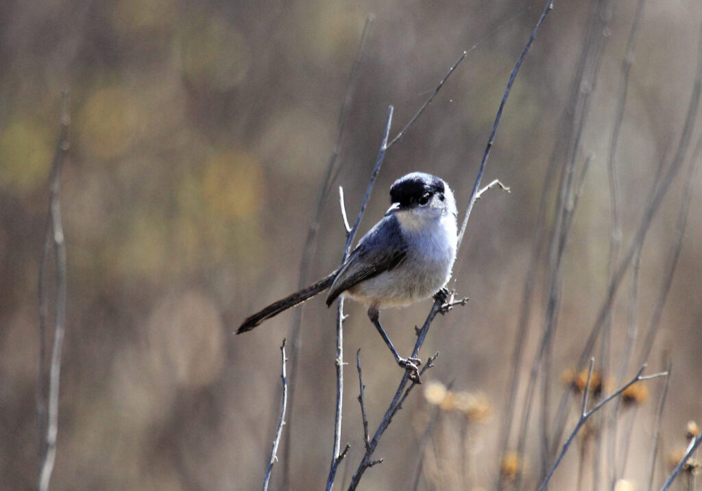 California gnatcacher perched on a thin tree branch.