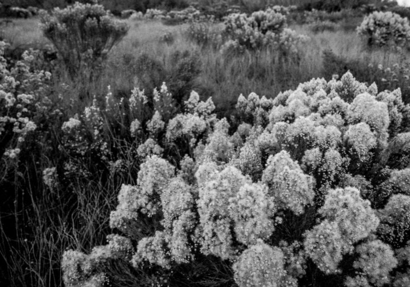 Native foliage at the Tijuana River National Estuarine Research Reserve