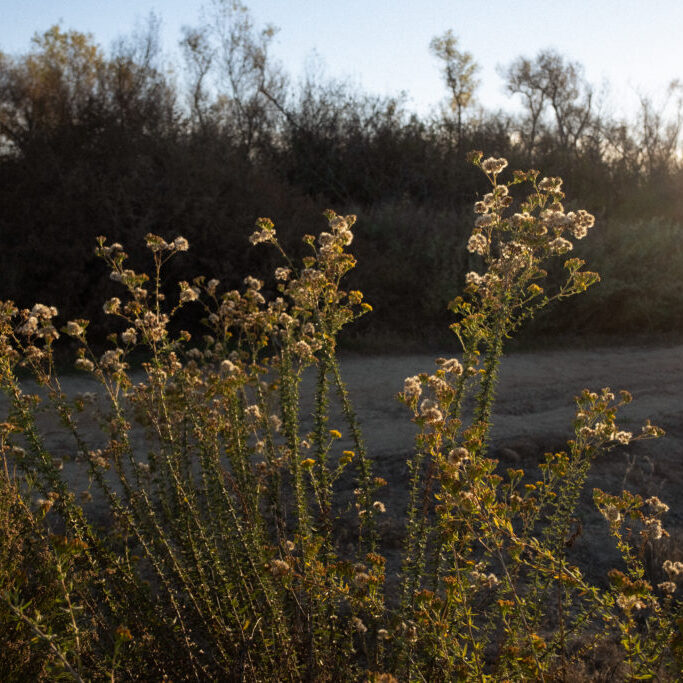 Native foliage on the road to Border Field State Park