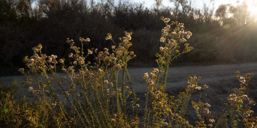 Native foliage on the road to Border Field State Park