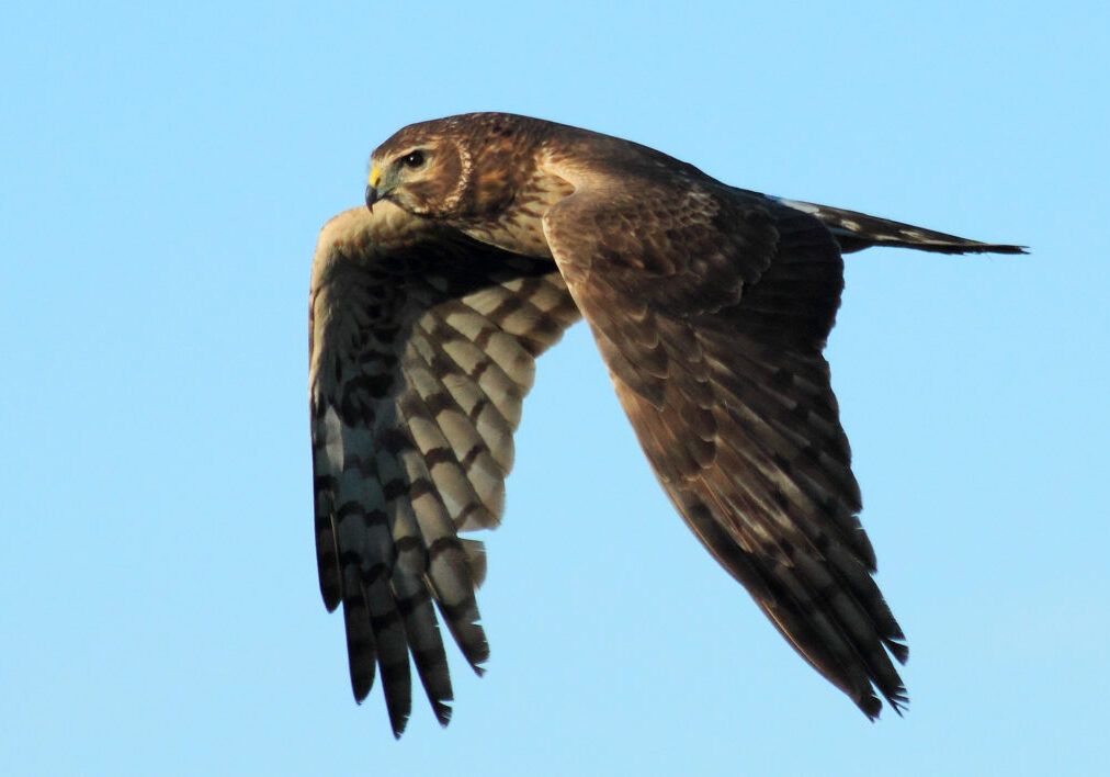Northern harrier_Marc Arndt Large Northern harrier soaring through the air.
