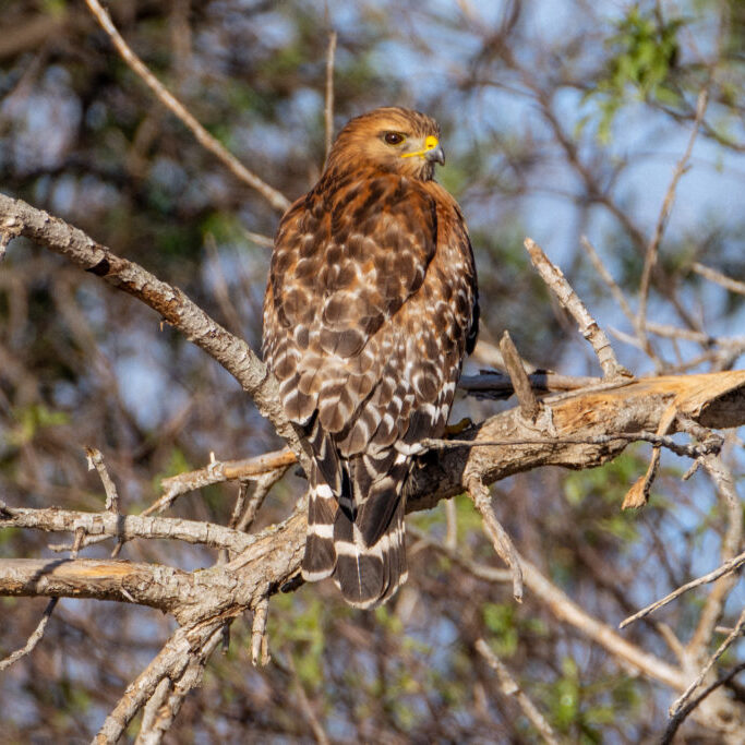 A bird sits perched in a tree in Border Field State Park