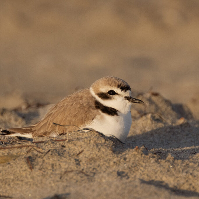 TRNERR_DSF5388-©WilliamBay A snowy plover nests in Imperial Beach sand dunes that divide the beach and the Tijuana Estuary.