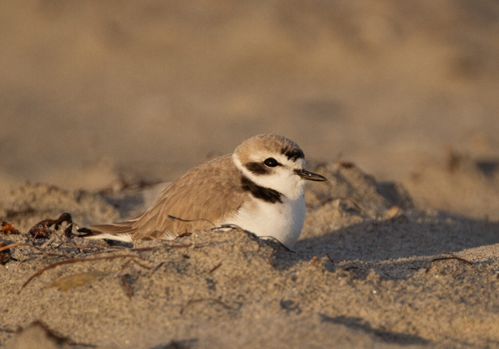 A snowy plover nests in Imperial Beach sand dunes that divide the beach and the Tijuana Estuary.