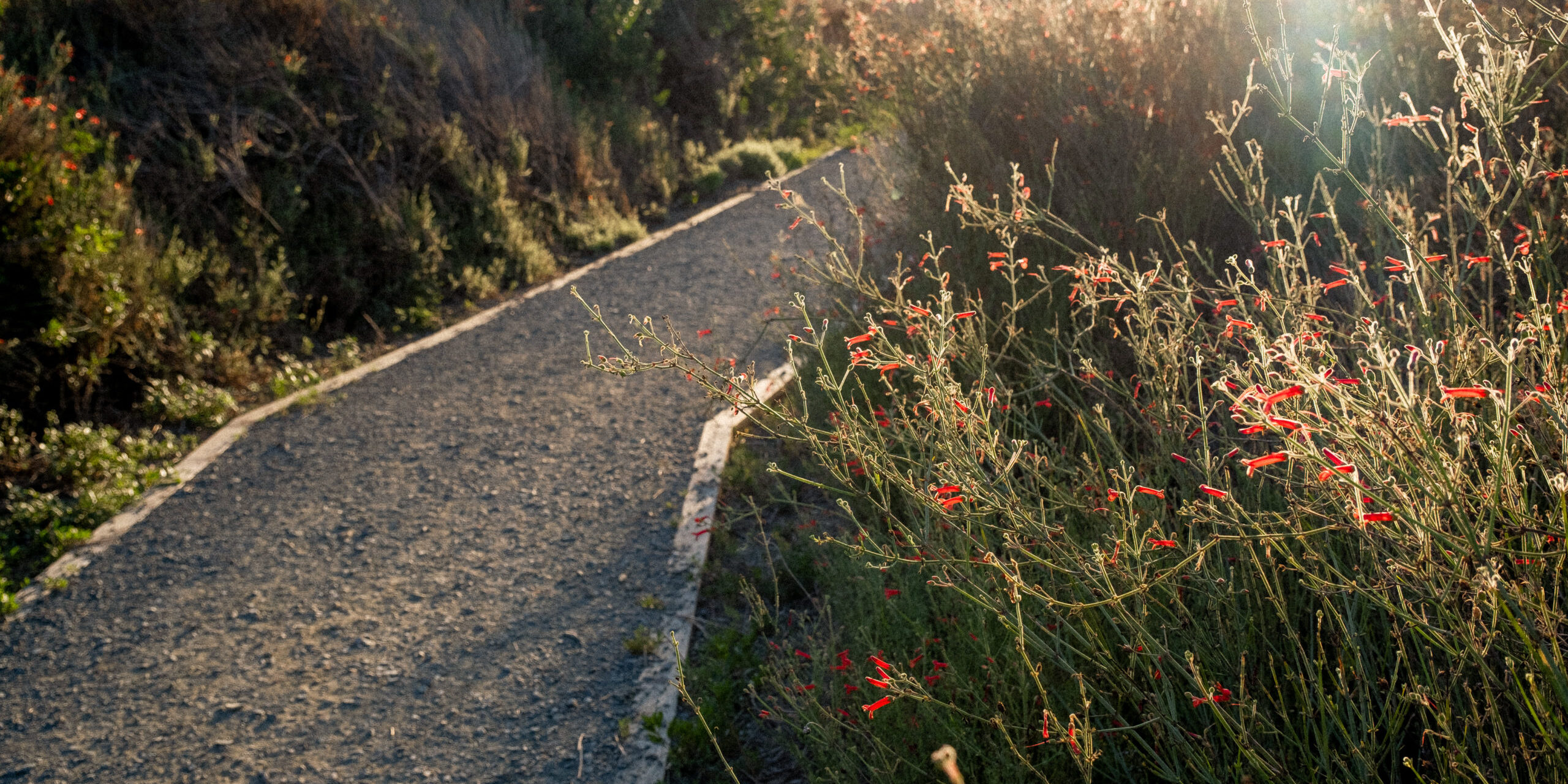 Scarlet Bugler flowers glow in the afternoon sun on one of the many walking/hiking paths that surround the Tijuana River National Esturine Research Reserve.