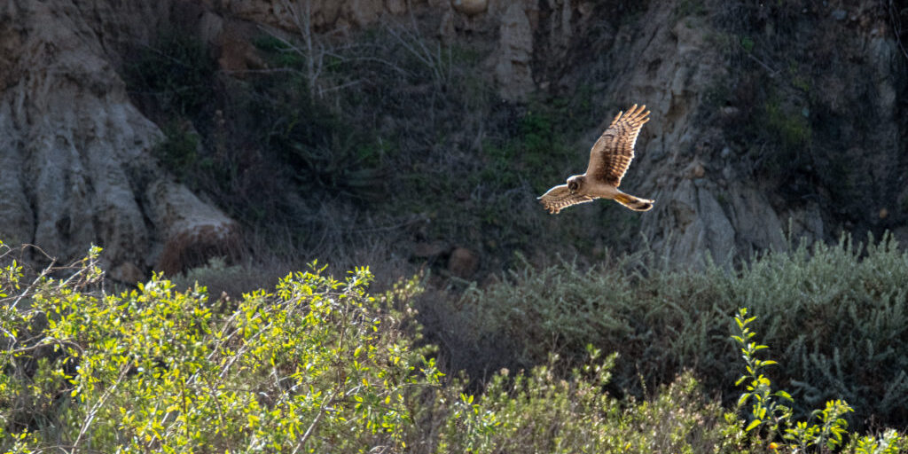 A Northern Harrier flies over the foliage of Border State Park.