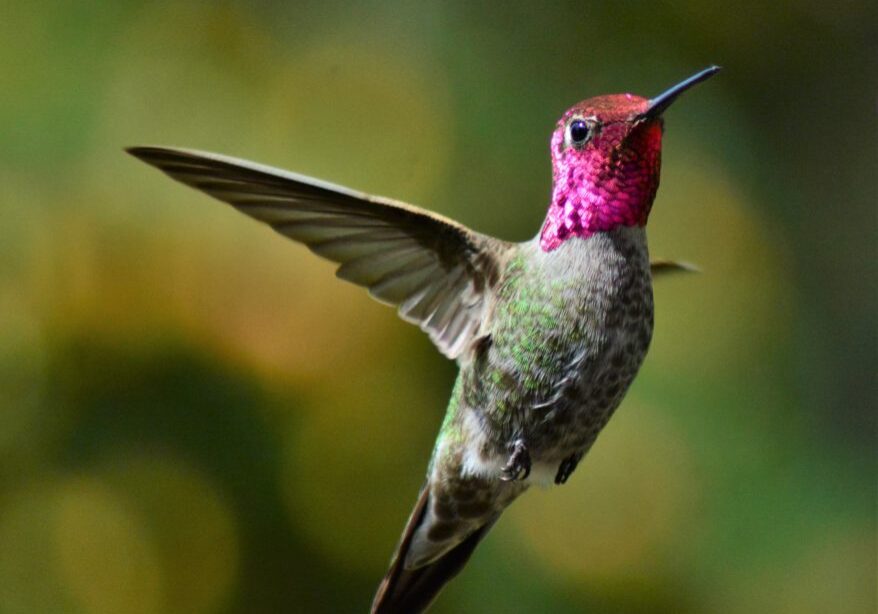 annas hummingbird Close-up photo of vibrant green and pink Anna's hummingbird flying in the air.