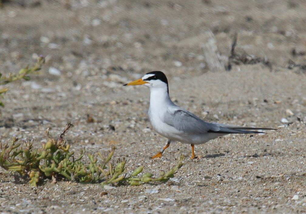 California least tern walking along a rocky shore.