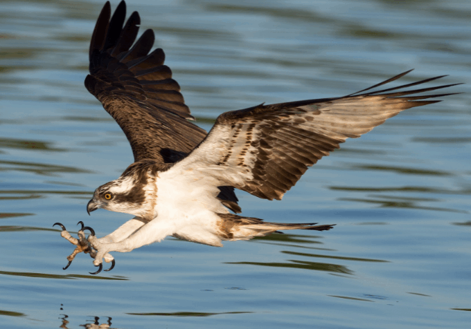 osprey Osprey in mid-flight, flying towards the water in search of fish.