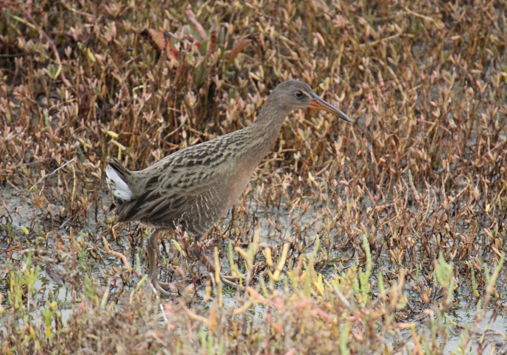 Light-footed Ridgeway's rail walking through the plants and brush.