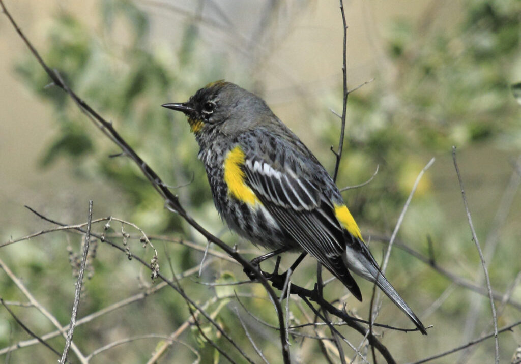 Yellow rumperd warbler perched on a tree branch.